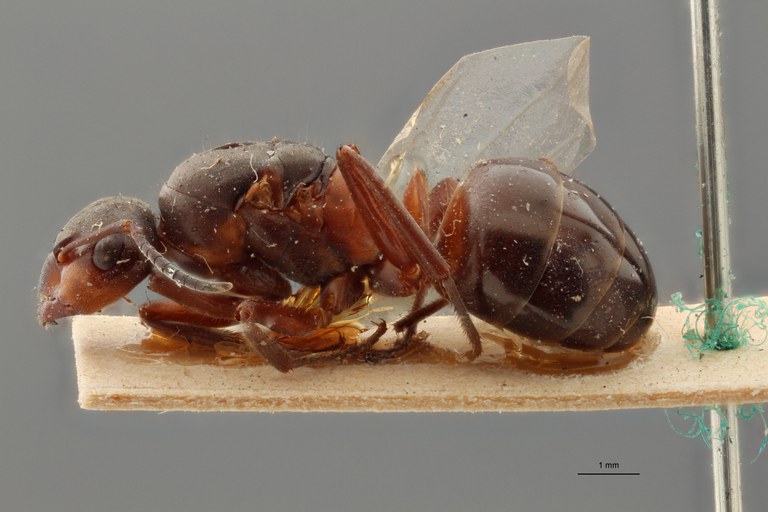 B086 Formica rufa var. nylanderi Lateral ZS PMax.jpg