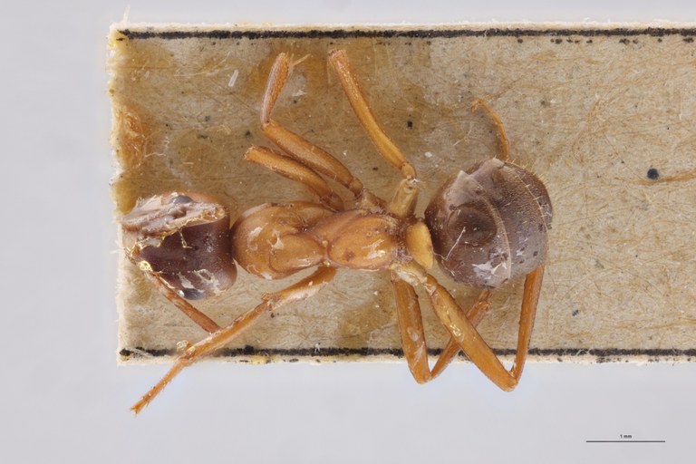 Formica sanguinea D.jpg