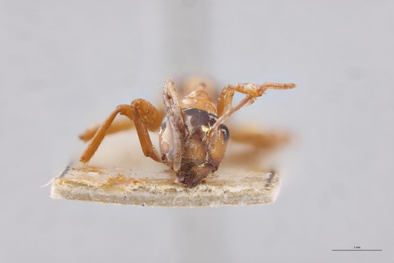 Formica sanguinea F.jpg