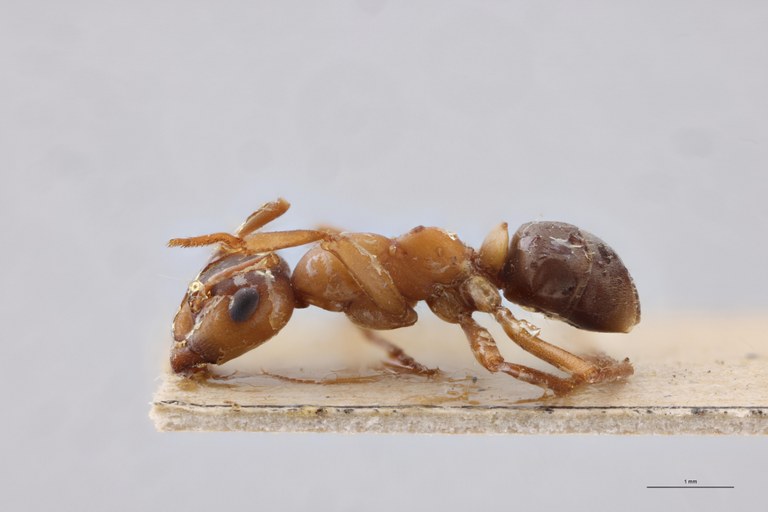 Formica sanguinea L.jpg