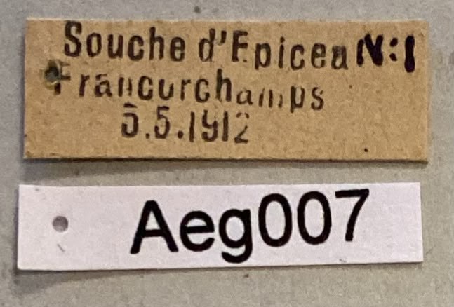 Formica sanguinea Labels.jpeg