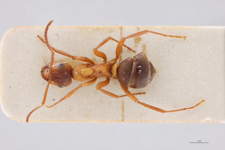 Formica sanguinea D.jpg
