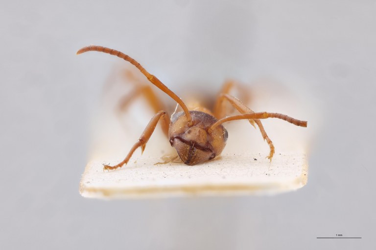Formica sanguinea F.jpg