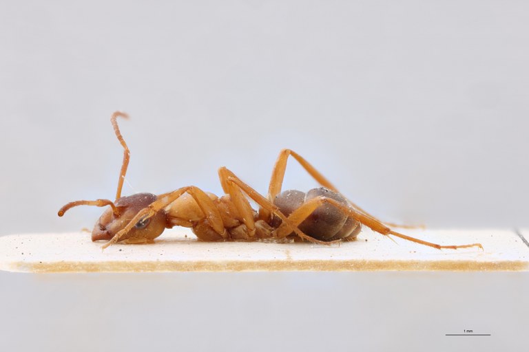 Formica sanguinea L.jpg