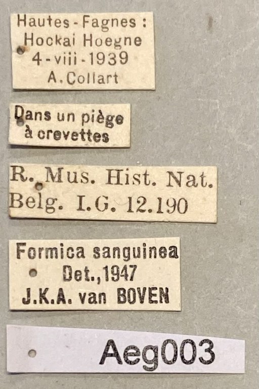 Formica sanguinea Labels.jpeg