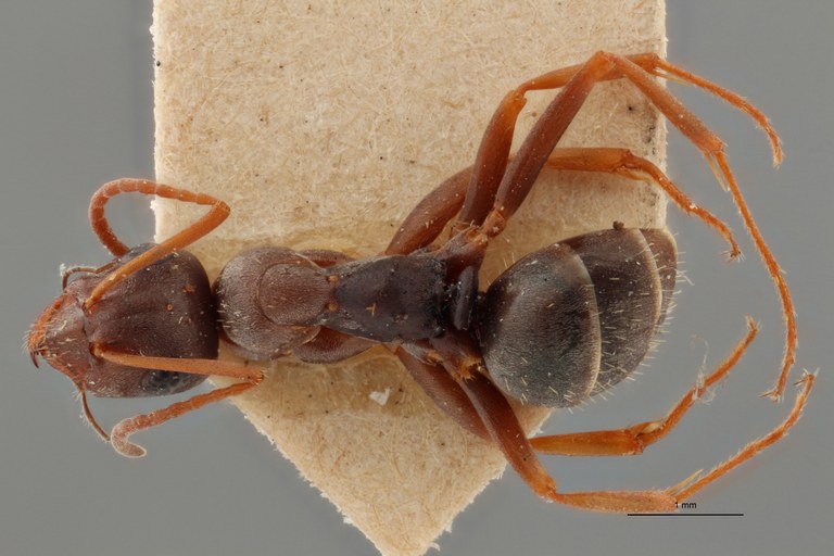 B094 Formica tombeuri Dorsal ZS PMax.jpg