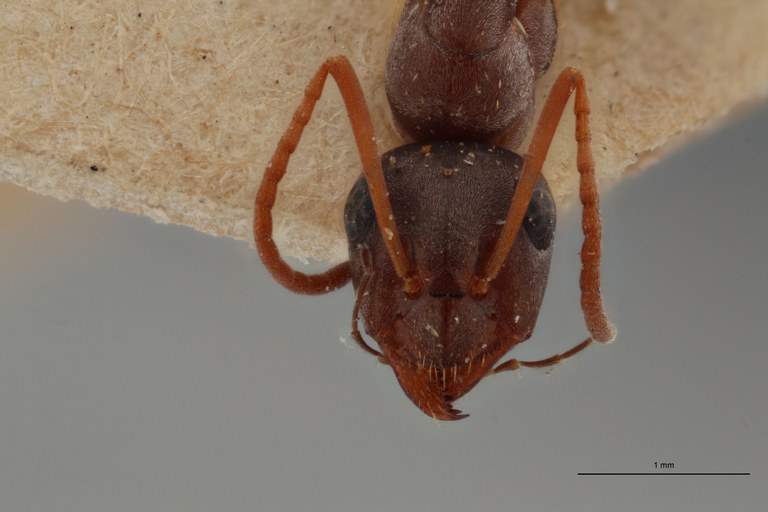 B094 Formica tombeuri Frontal ZS PMax.jpg B094 Formica tombeuri Frontal ZS PMax.jpg