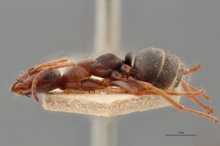 B094 Formica tombeuri Lateral ZS PMax.jpg