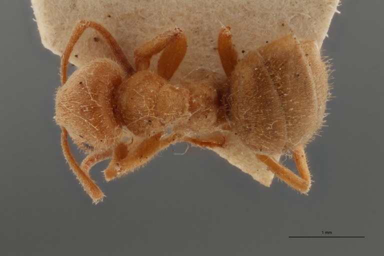 B109b Formicina belgarum Dorsal ZS PMax.jpg B109b Formicina belgarum Dorsal ZS PMax.jpg