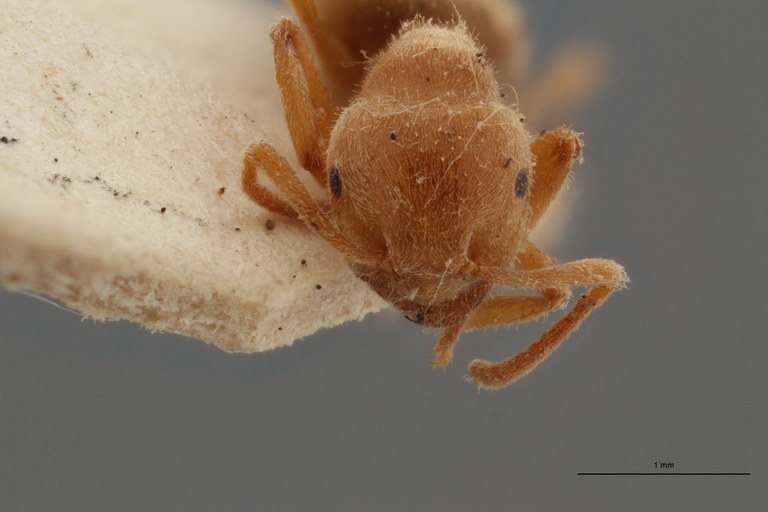 B109b Formicina belgarum Frontal ZS PMax.jpg B109b Formicina belgarum Frontal ZS PMax.jpg
