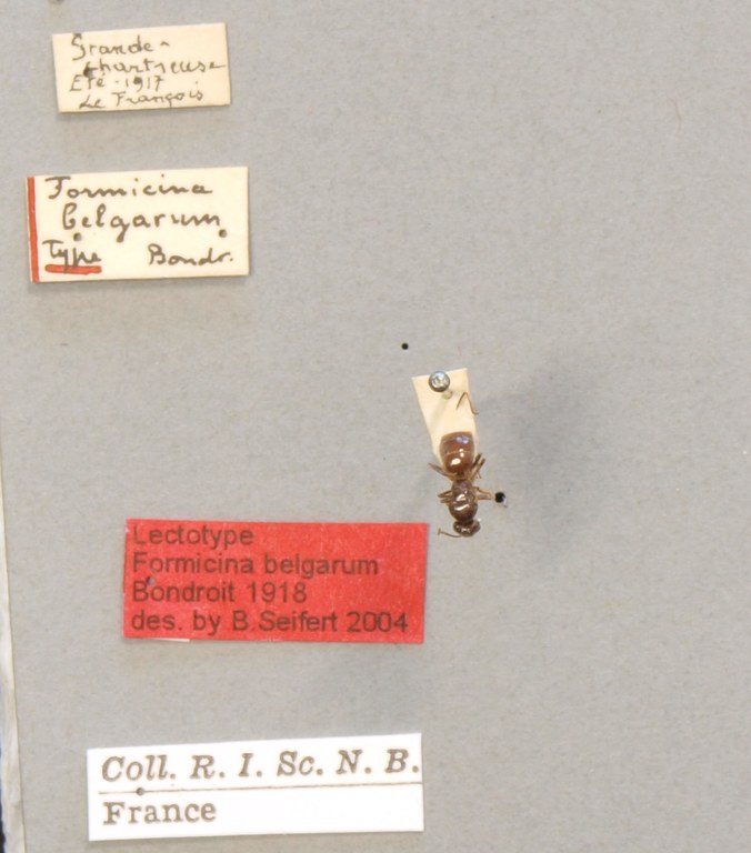 B109b Formicina belgarum Labels.JPG B109b Formicina belgarum Labels.JPG