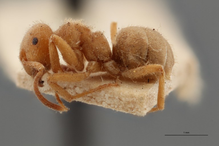 B109b Formicina belgarum Lateral ZS PMax.jpg B109b Formicina belgarum Lateral ZS PMax.jpg