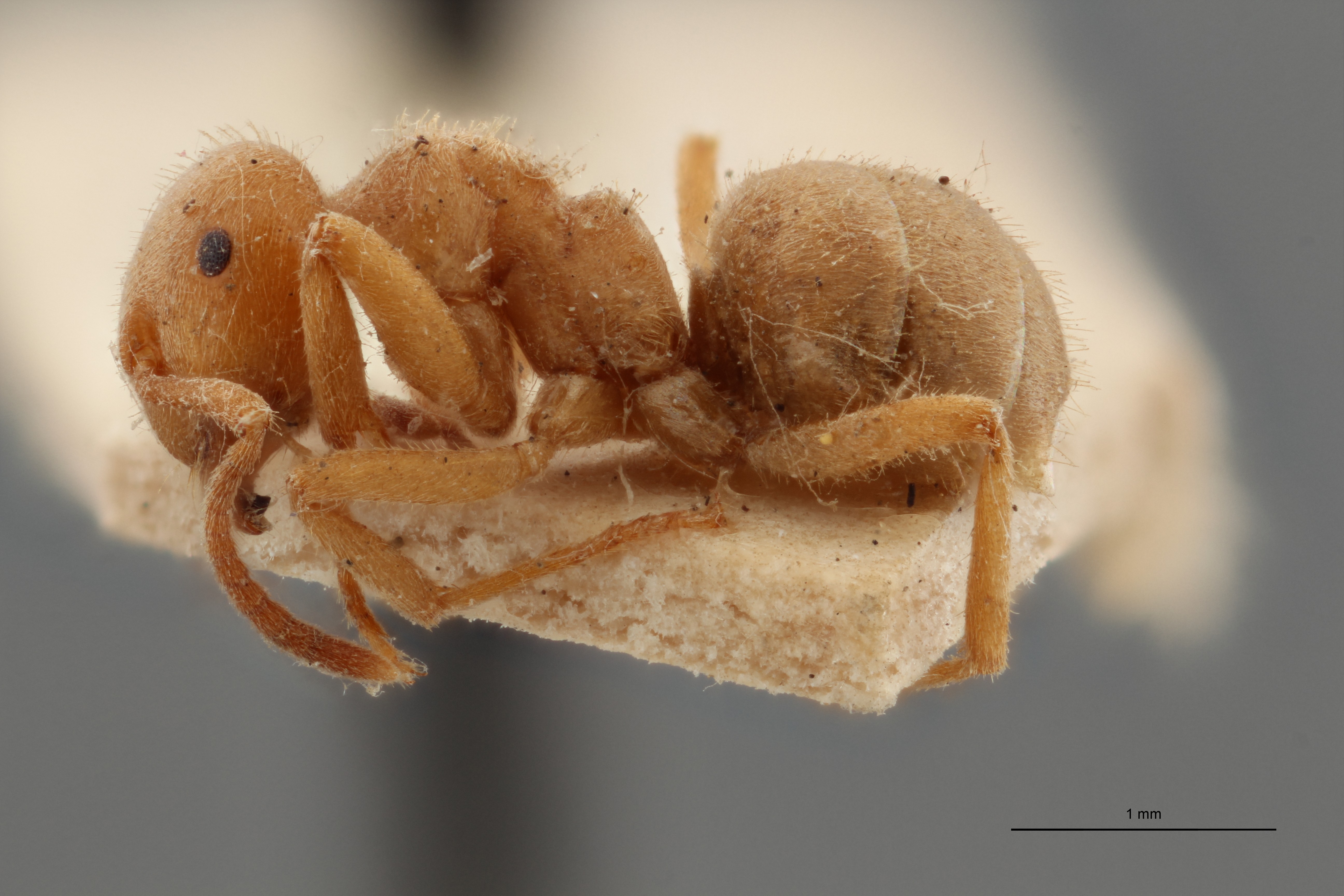 B109b Formicina belgarum Lateral ZS PMax.jpg