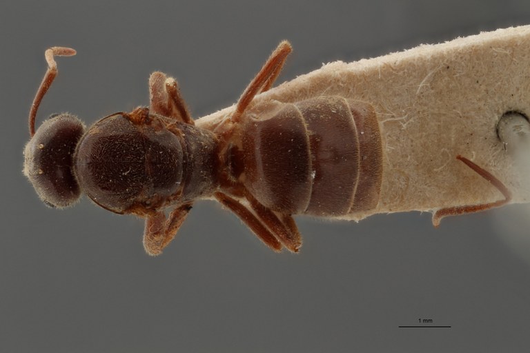 B109 Formicina belgarum Dorsal ZS PMax.jpg B109 Formicina belgarum Dorsal ZS PMax.jpg