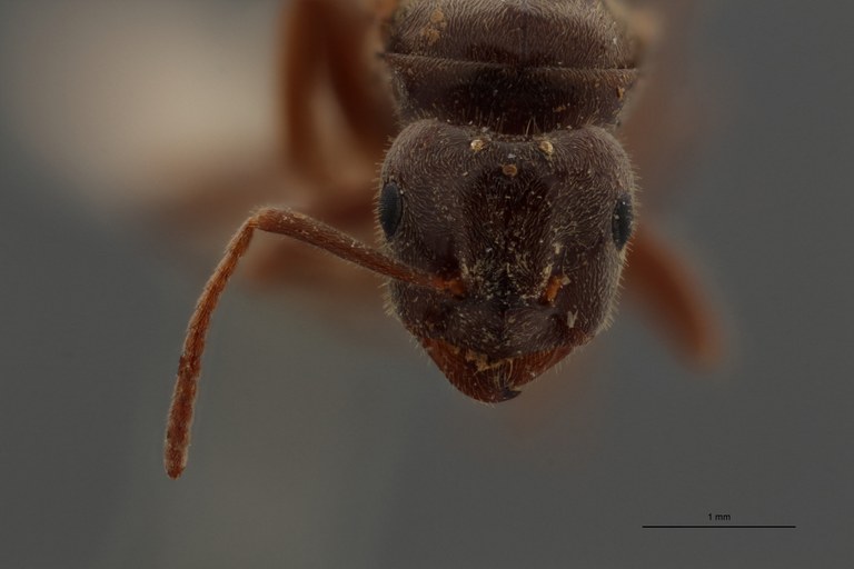 B109 Formicina belgarum Frontal ZS PMax.jpg B109 Formicina belgarum Frontal ZS PMax.jpg