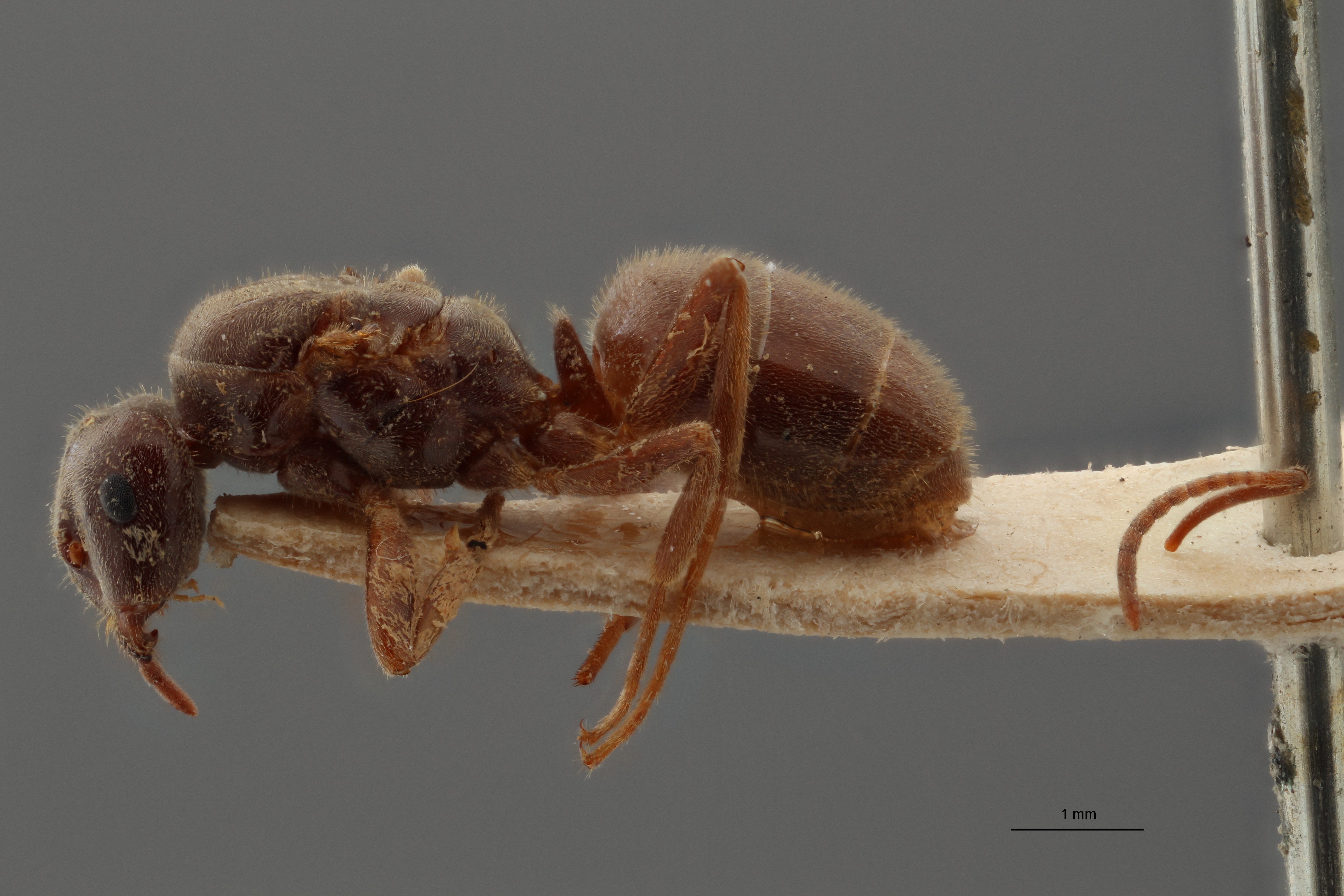 B109 Formicina belgarum Lateral ZS PMax.jpg