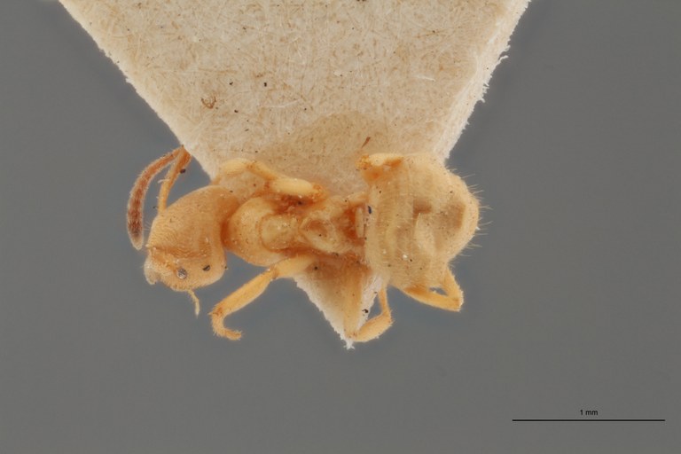 B022 Formicina flava var. morbosa Dorsal ZS PMax.jpg