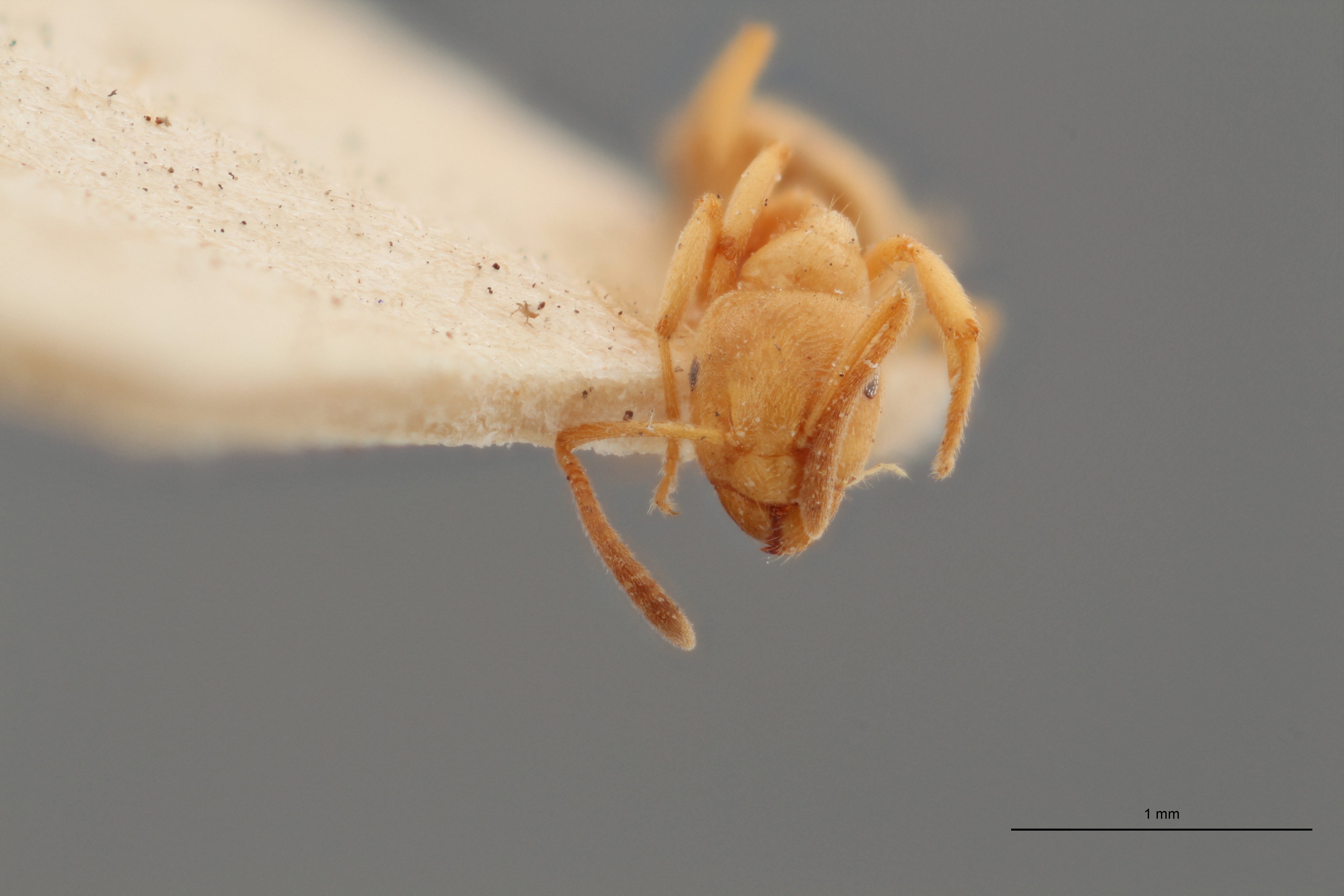 B022 Formicina flava var. morbosa Frontal ZS PMax1.jpg