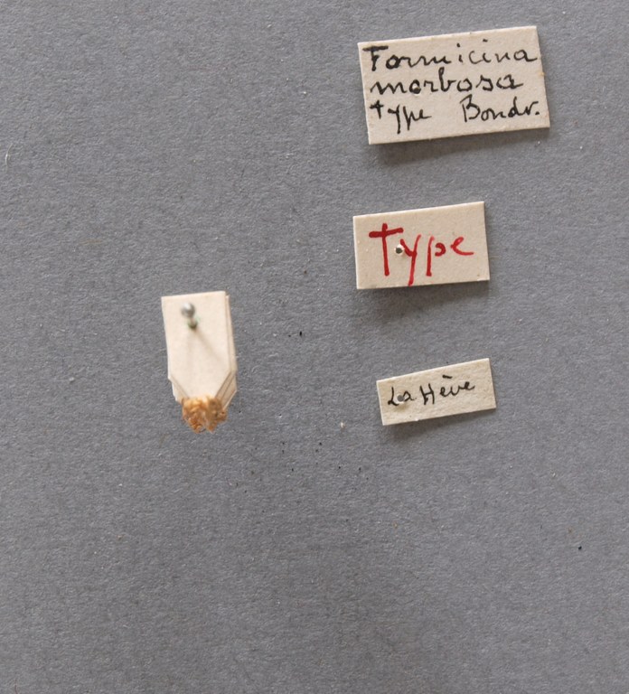 B022 Formicina flava var. morbosa Labels.jpg