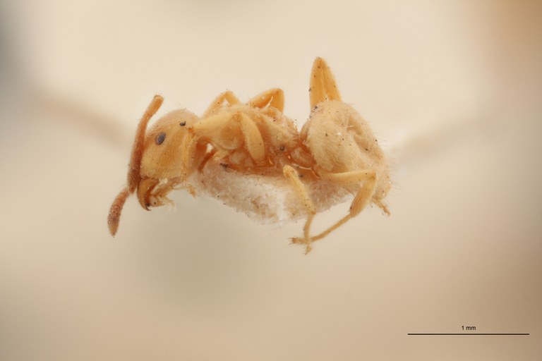 B022 Formicina flava var. morbosa Lateral ZS PMax.jpg