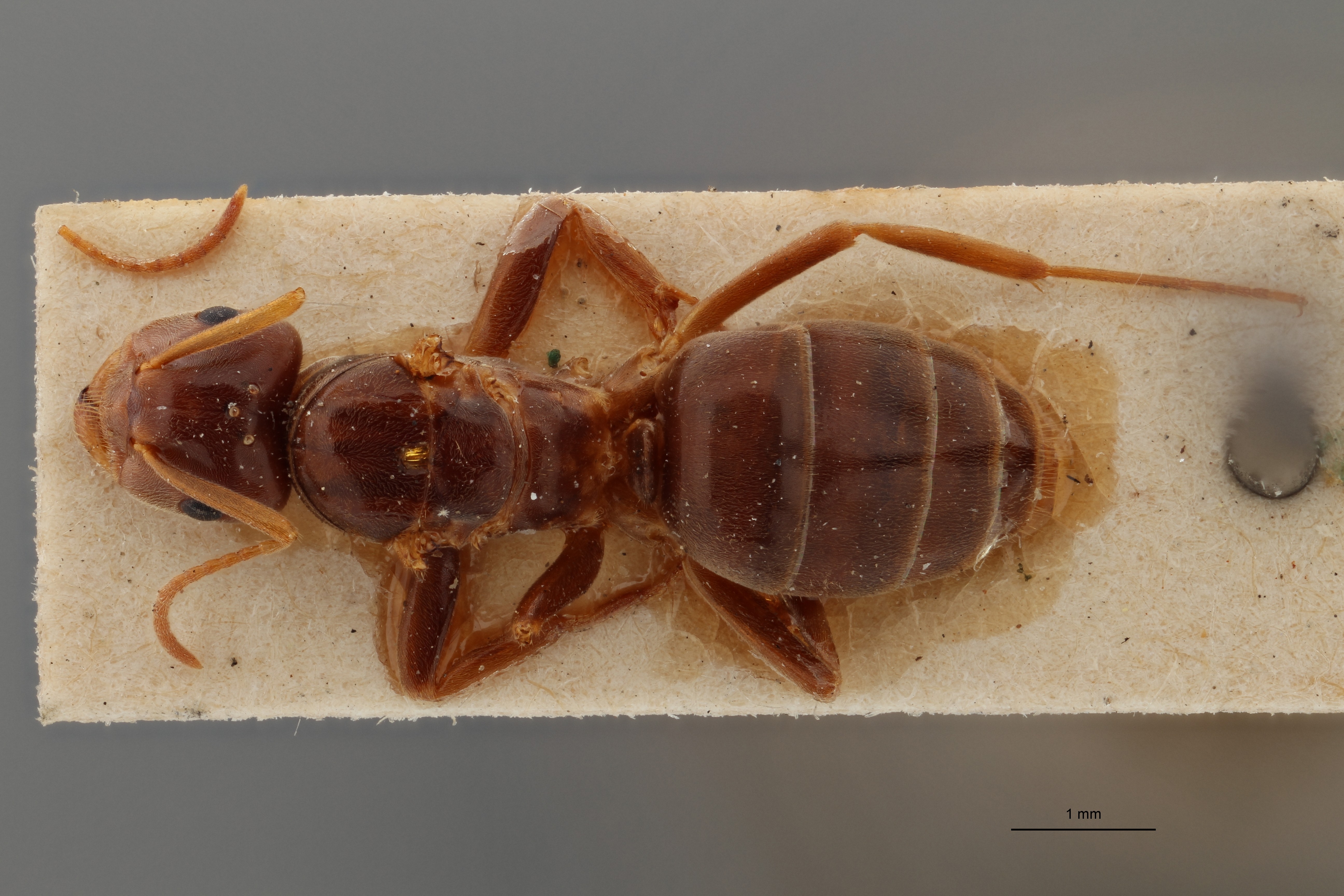 B051 Formicina meridionalis Dorsal ZS PMax.jpg