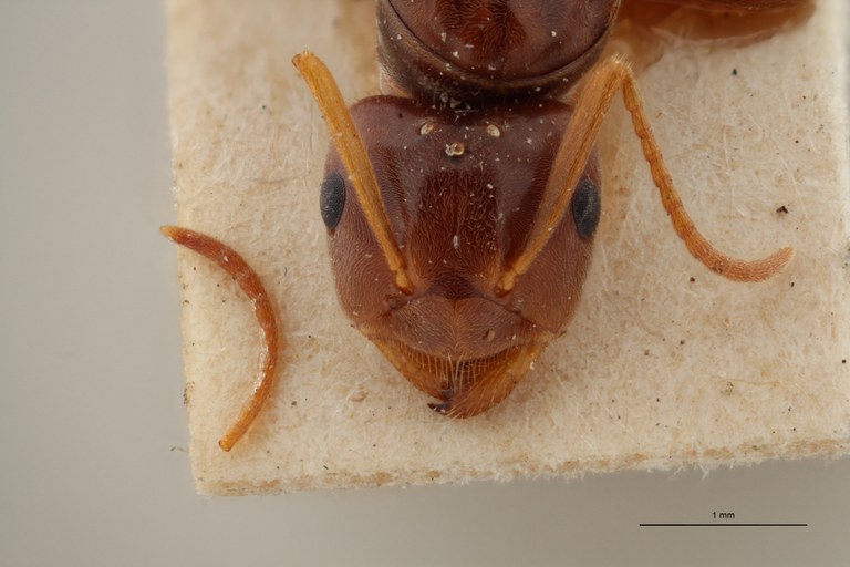 B051 Formicina meridionalis Frontal ZS PMax.jpg