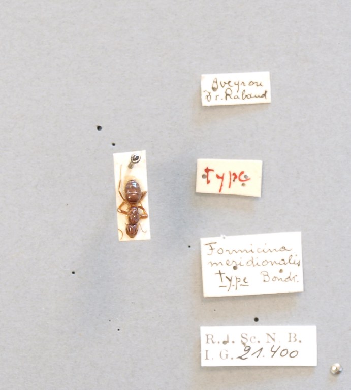 B051 Formicina meridionalis Labels.JPG