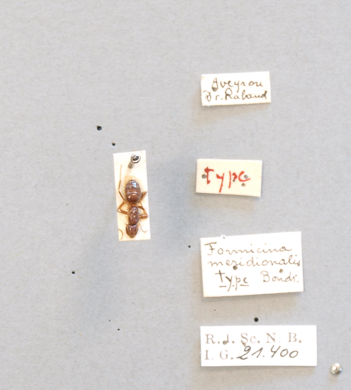 B051 Formicina meridionalis Labels.JPG