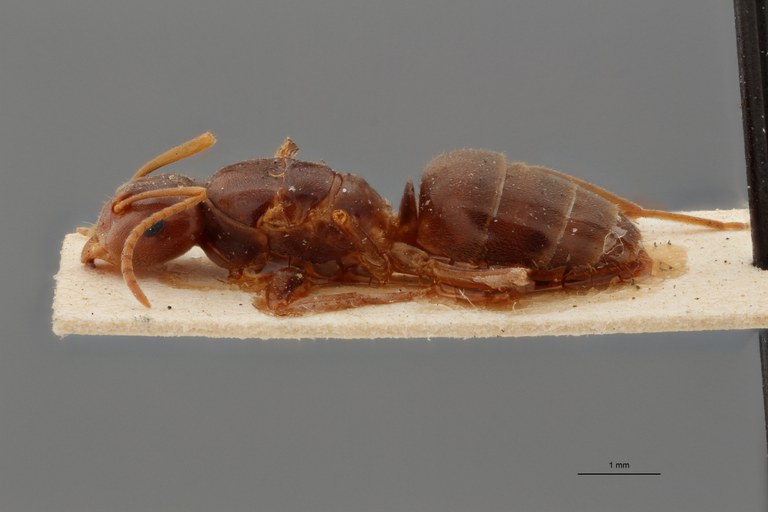 B051 Formicina meridionalis Lateral ZS PMax.jpg