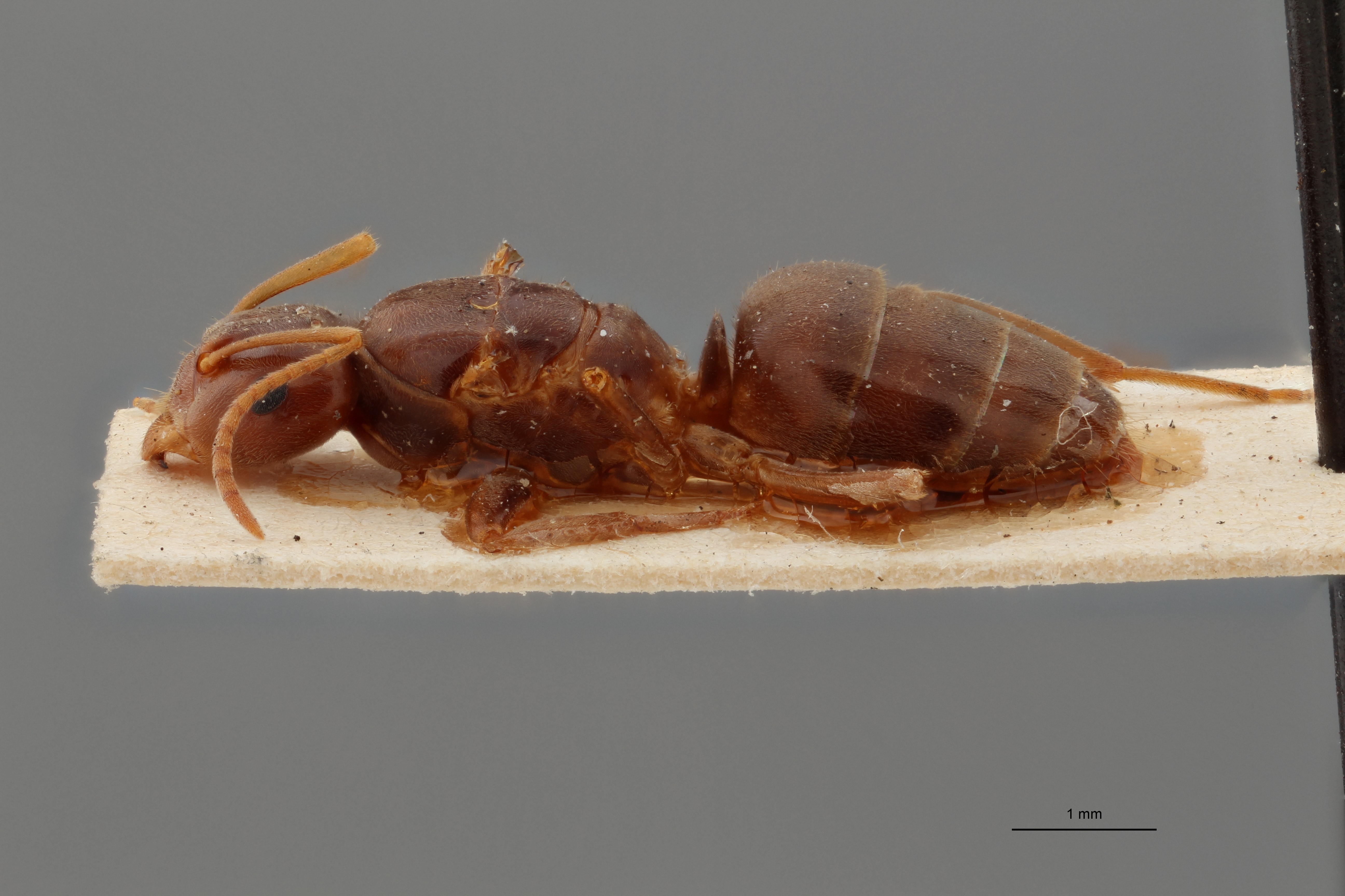 B051 Formicina meridionalis Lateral ZS PMax.jpg