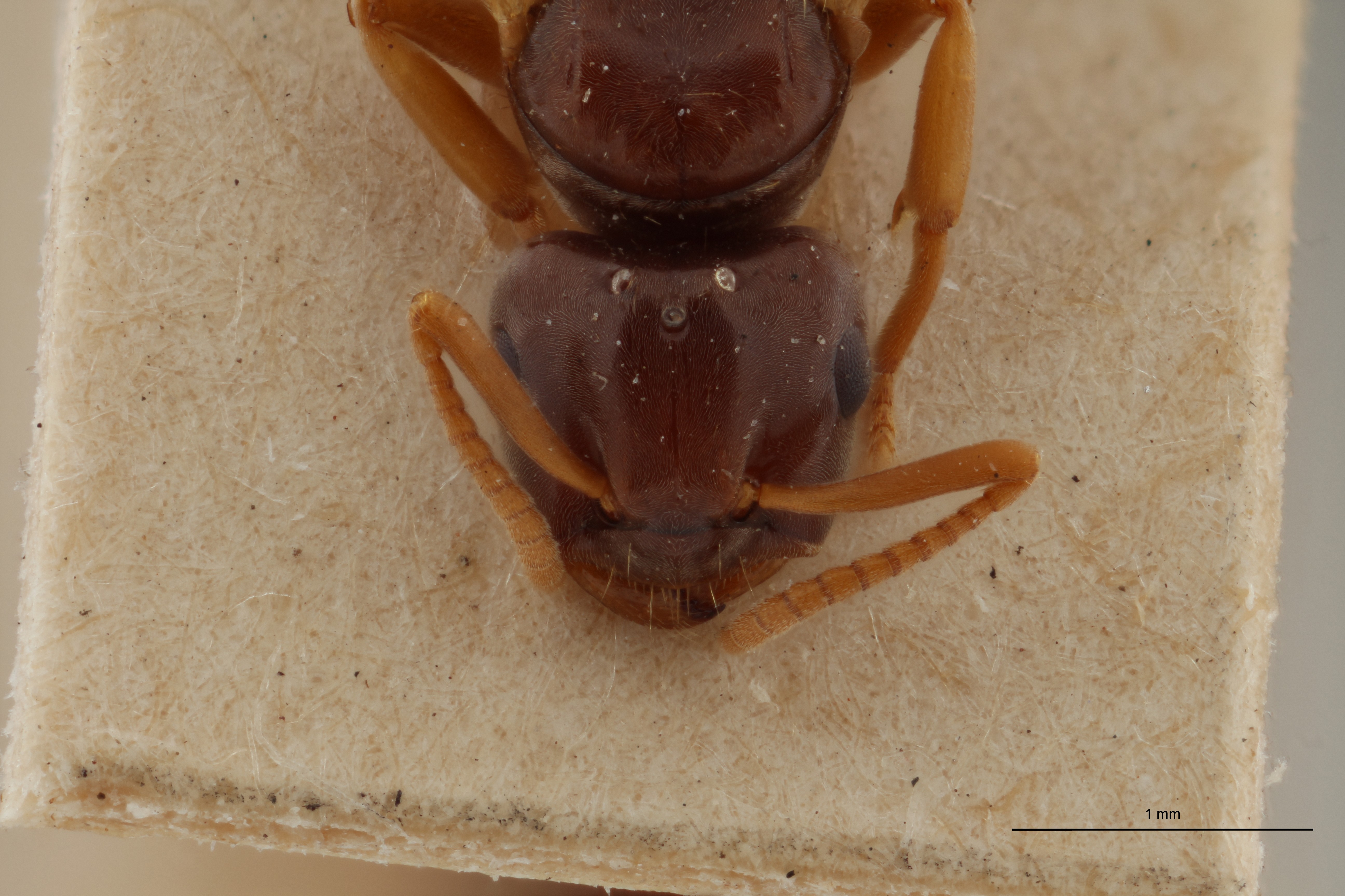B052 Formicina microgyna Frontal ZS PMax.jpg