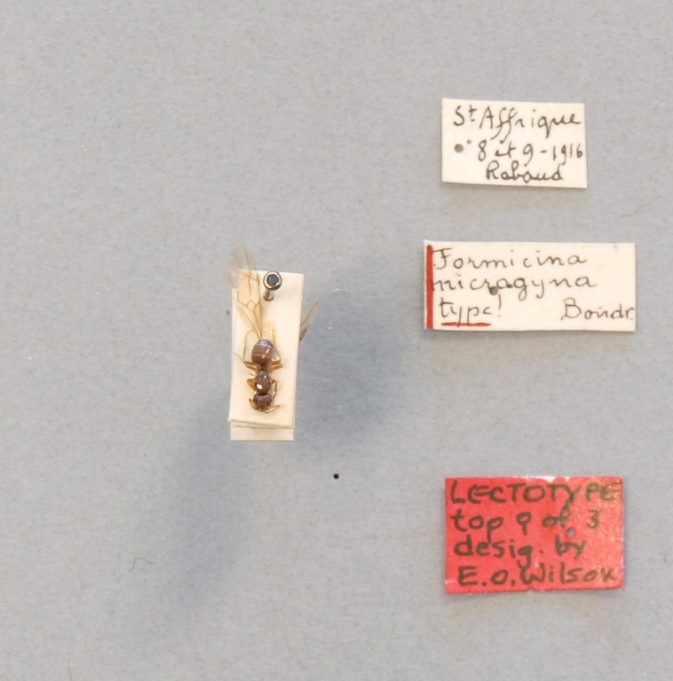 B052 Formicina microgyna Labels.JPG B052 Formicina microgyna Labels.JPG