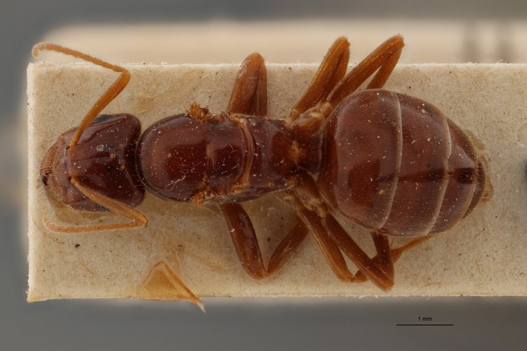 B050 Formicina rabaudi Dorsal ZS PMax.jpg