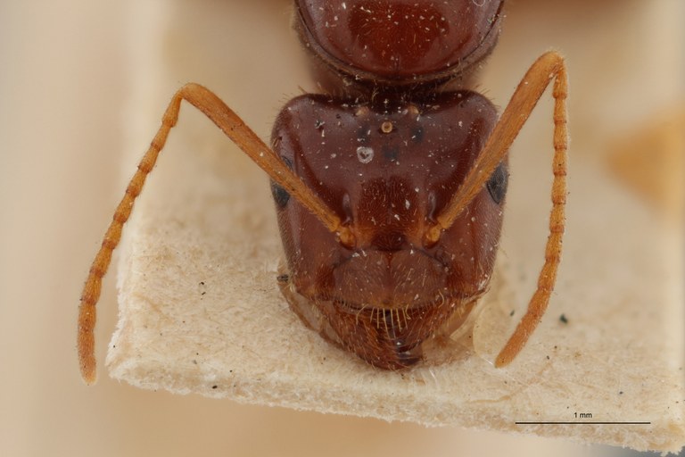 B050 Formicina rabaudi Frontal ZS PMax.jpg