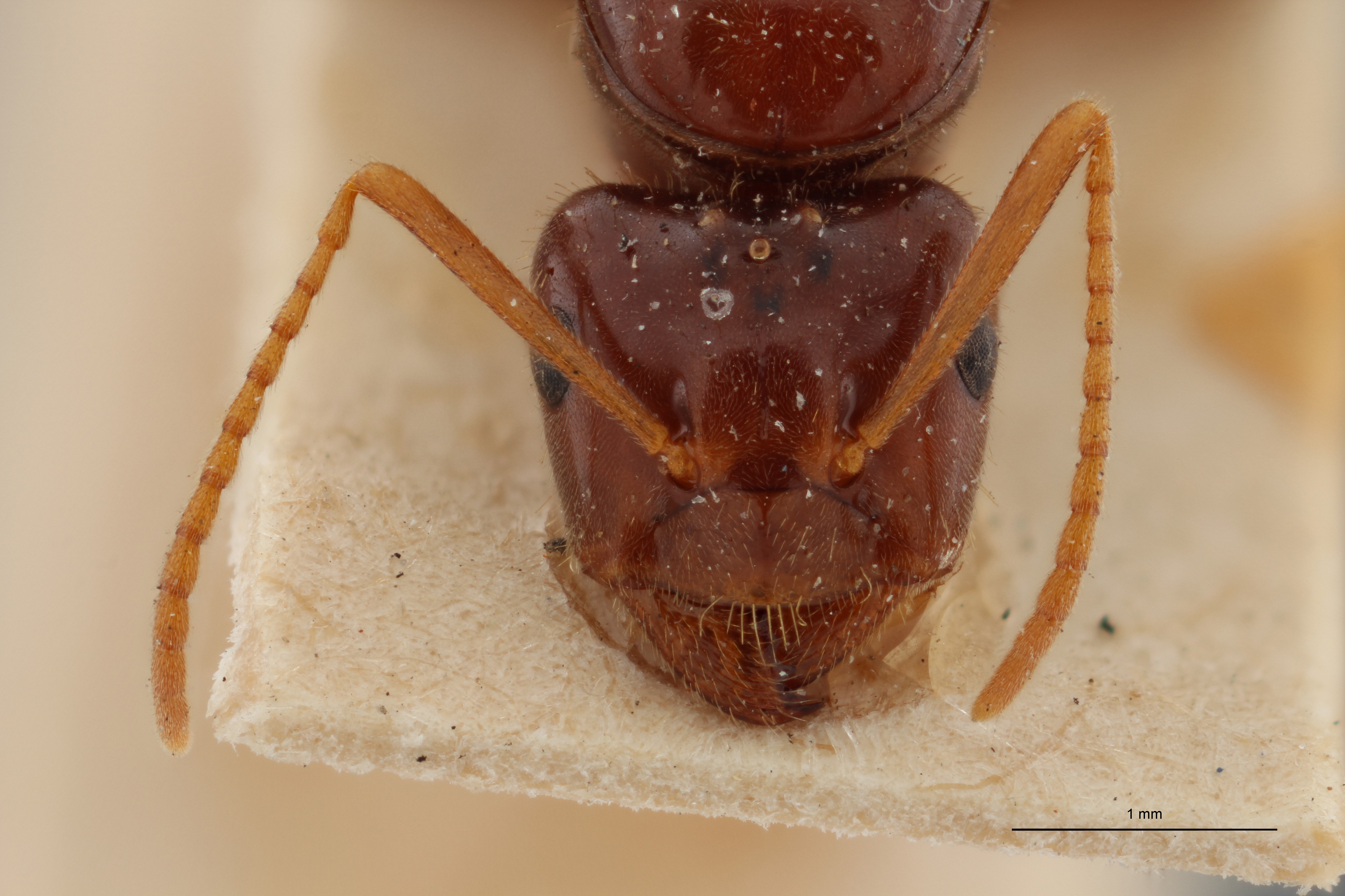 B050 Formicina rabaudi Frontal ZS PMax.jpg