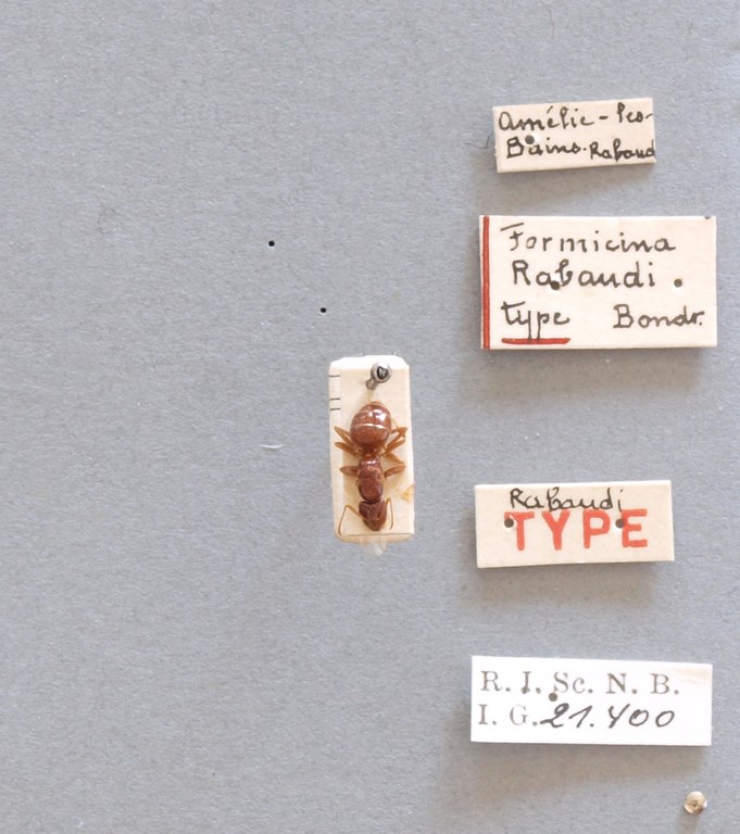 B050 Formicina rabaudi Labels.JPG