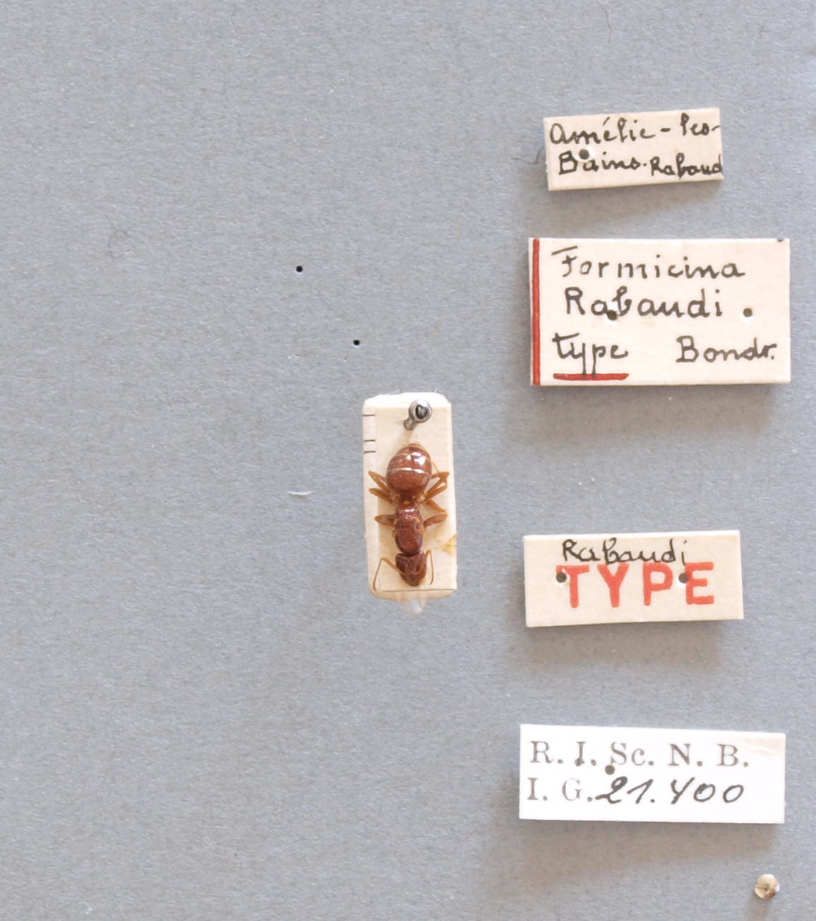 B050 Formicina rabaudi Labels.JPG