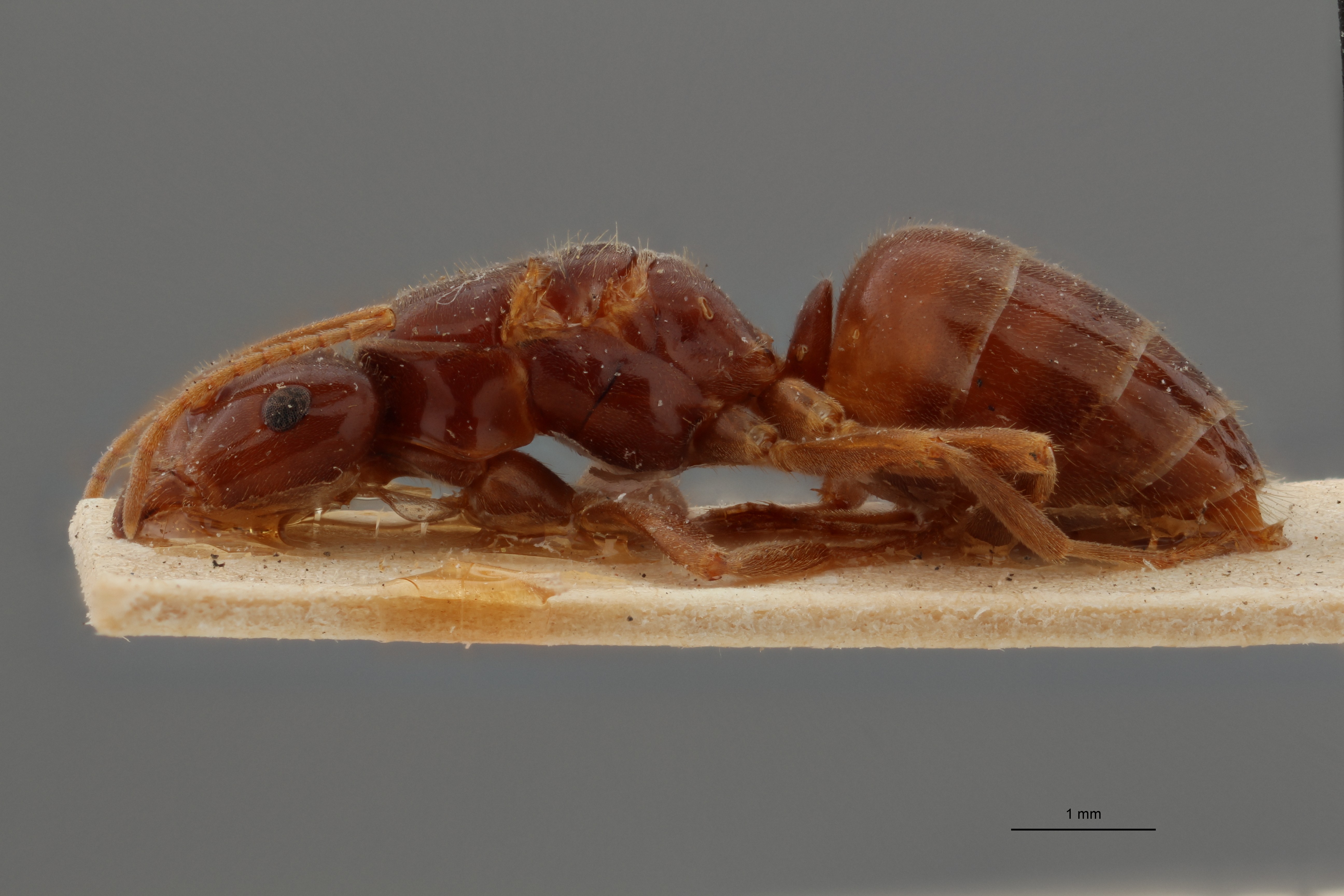 B050 Formicina rabaudi Lateral ZS PMax.jpg