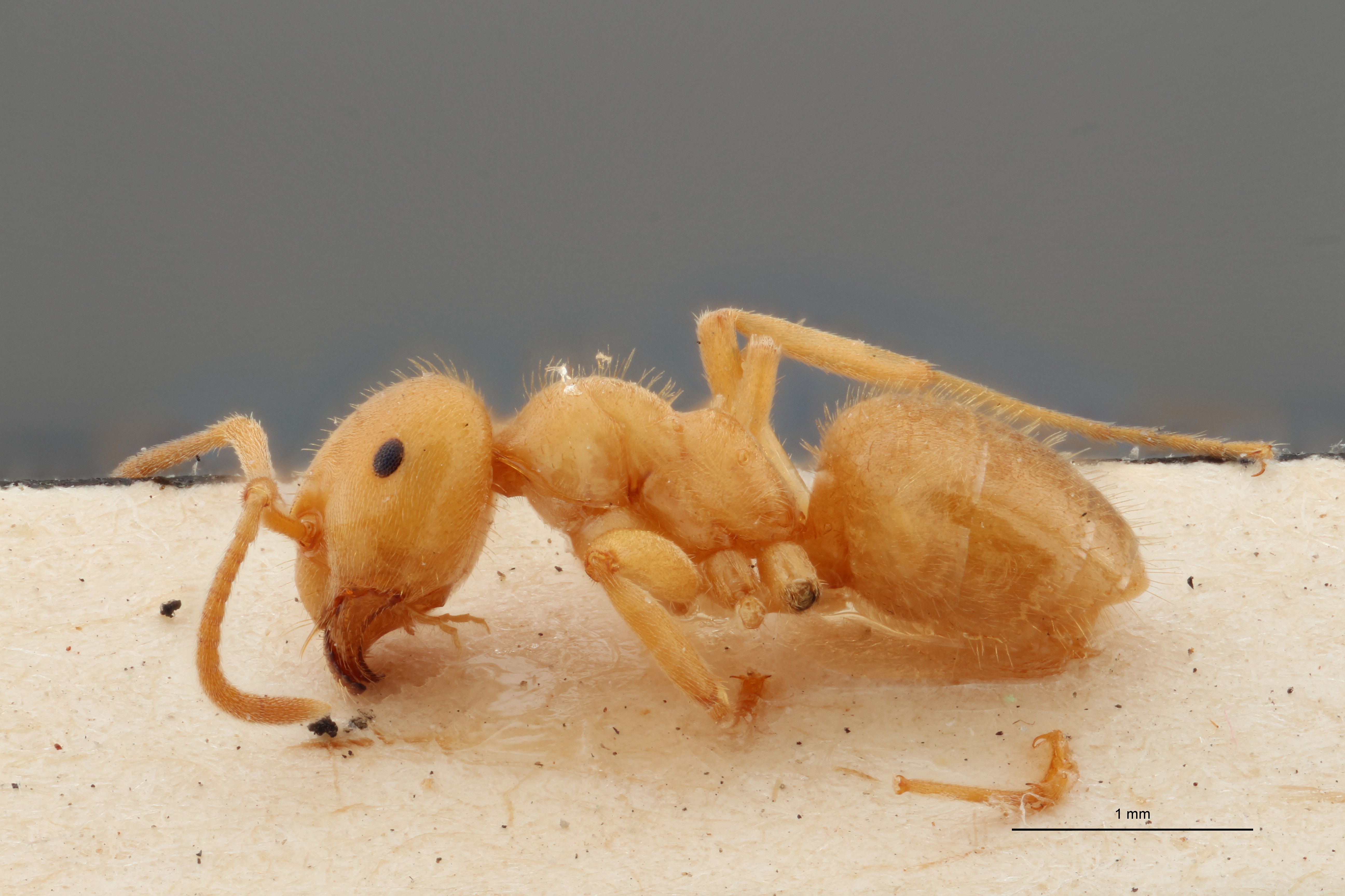 B048 Formicina umbrata distinguenda Lateral ZS PMax.jpg