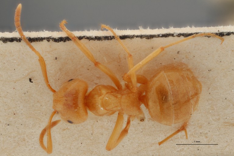 B048 Formicina umbrata distinguenda Dorsal ZS PMax.jpg