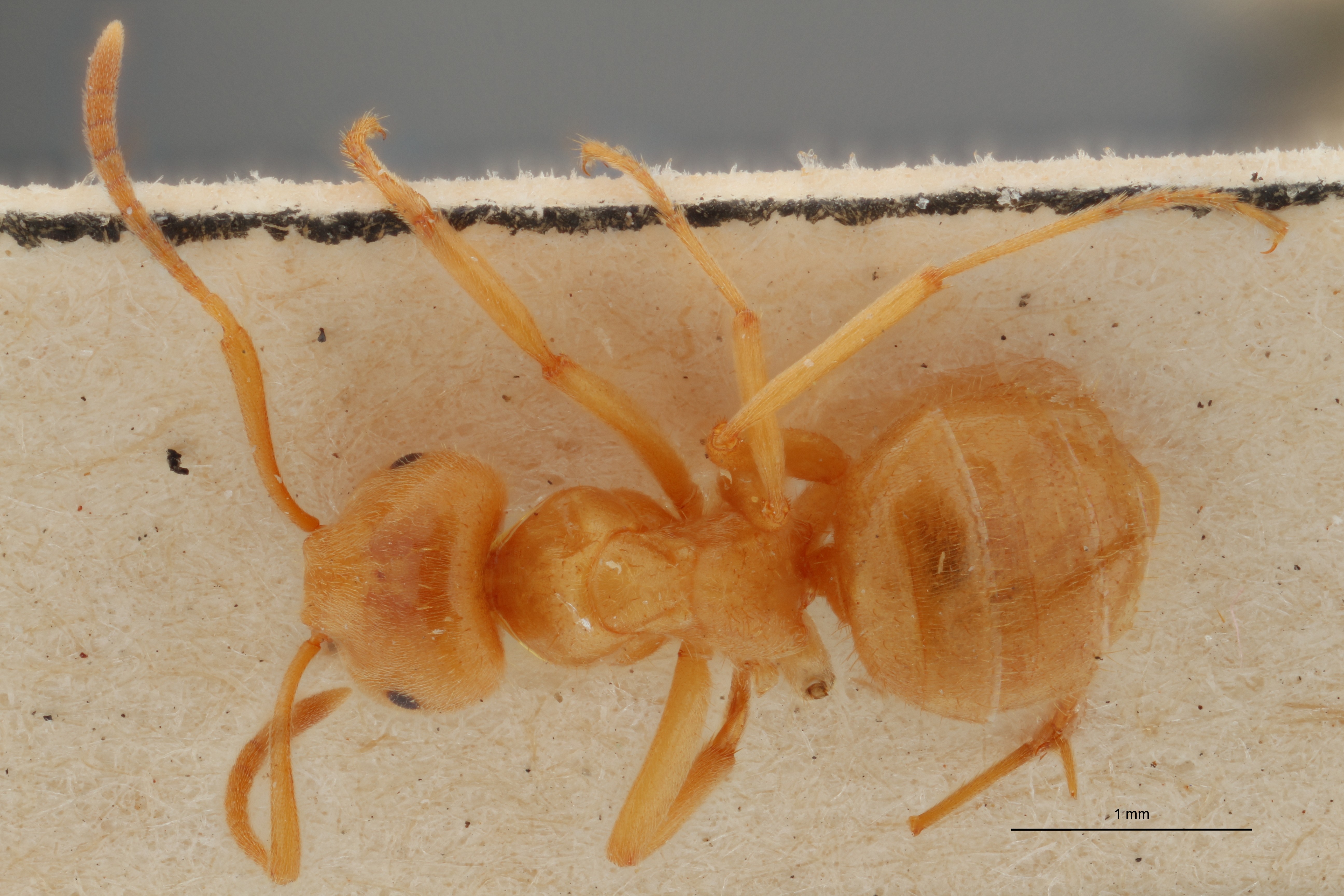 B048 Formicina umbrata distinguenda Dorsal ZS PMax.jpg