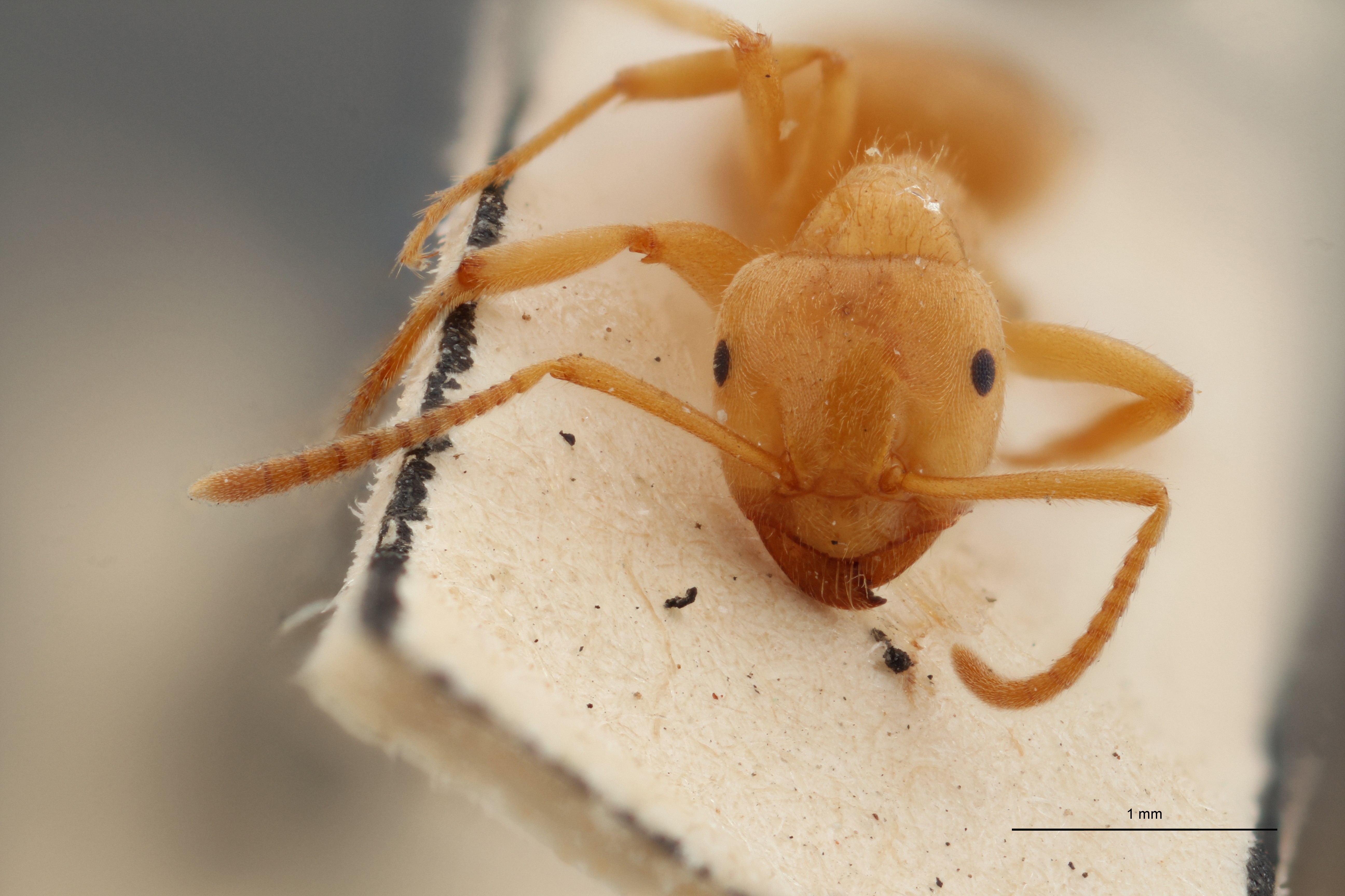 B048 Formicina umbrata distinguenda Frontal ZS PMax.jpg