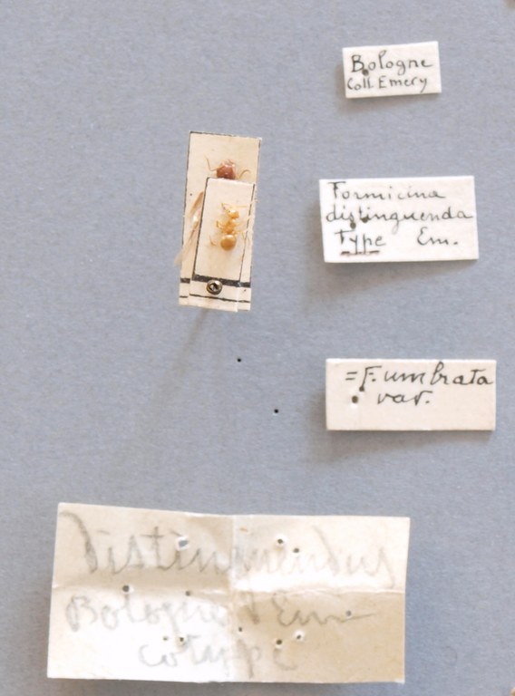 B048 Formicina umbrata distinguenda Labels.JPG B048 Formicina umbrata distinguenda Labels.JPG