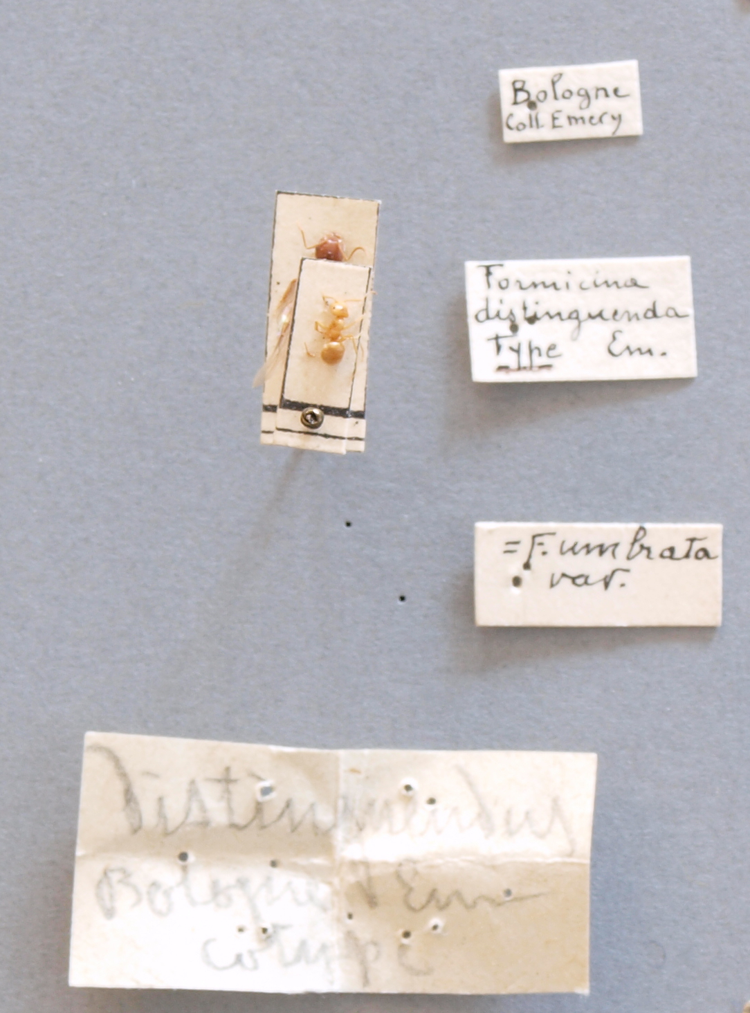 B048 Formicina umbrata distinguenda Labels.JPG