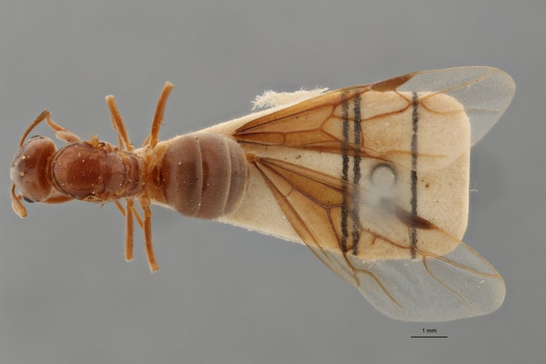 B049 Formicina umbrata var. nuda Dorsal ZS PMax.jpg B049 Formicina umbrata var. nuda Dorsal ZS PMax.jpg