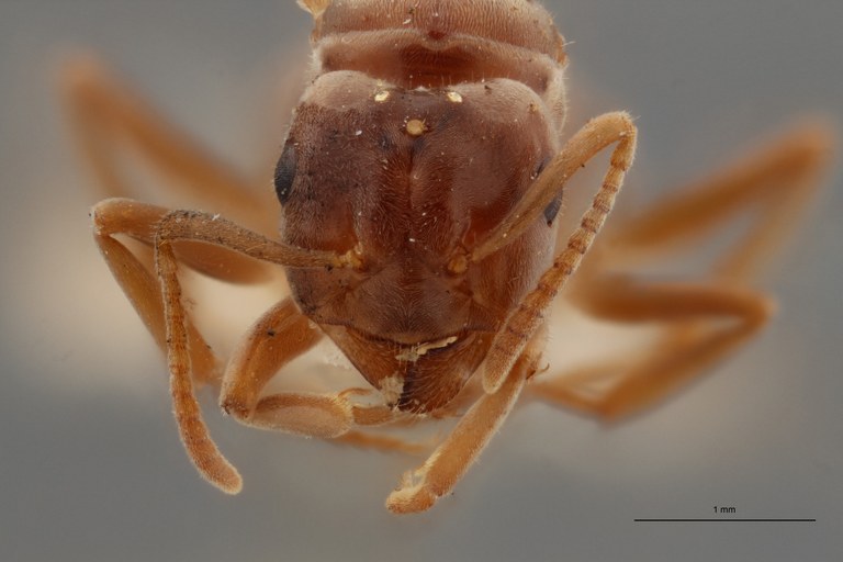 B049 Formicina umbrata var. nuda Frontal ZS PMax.jpg B049 Formicina umbrata var. nuda Frontal ZS PMax.jpg