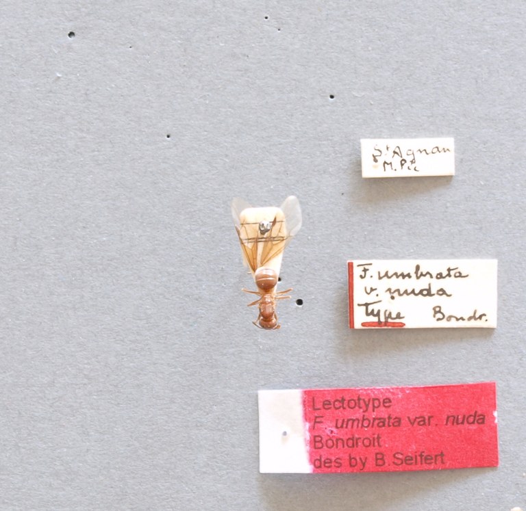B049 Formicina umbrata var. nuda Labels.JPG B049 Formicina umbrata var. nuda Labels.JPG