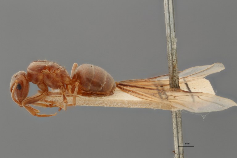 B049 Formicina umbrata var. nuda Lateral ZS PMax.jpg B049 Formicina umbrata var. nuda Lateral ZS PMax.jpg