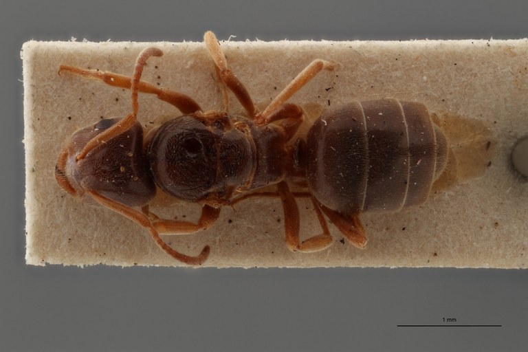 B110 Formicina umbrata var. sabularum Dorsal ZS PMax.jpg B110 Formicina umbrata var. sabularum Dorsal ZS PMax.jpg