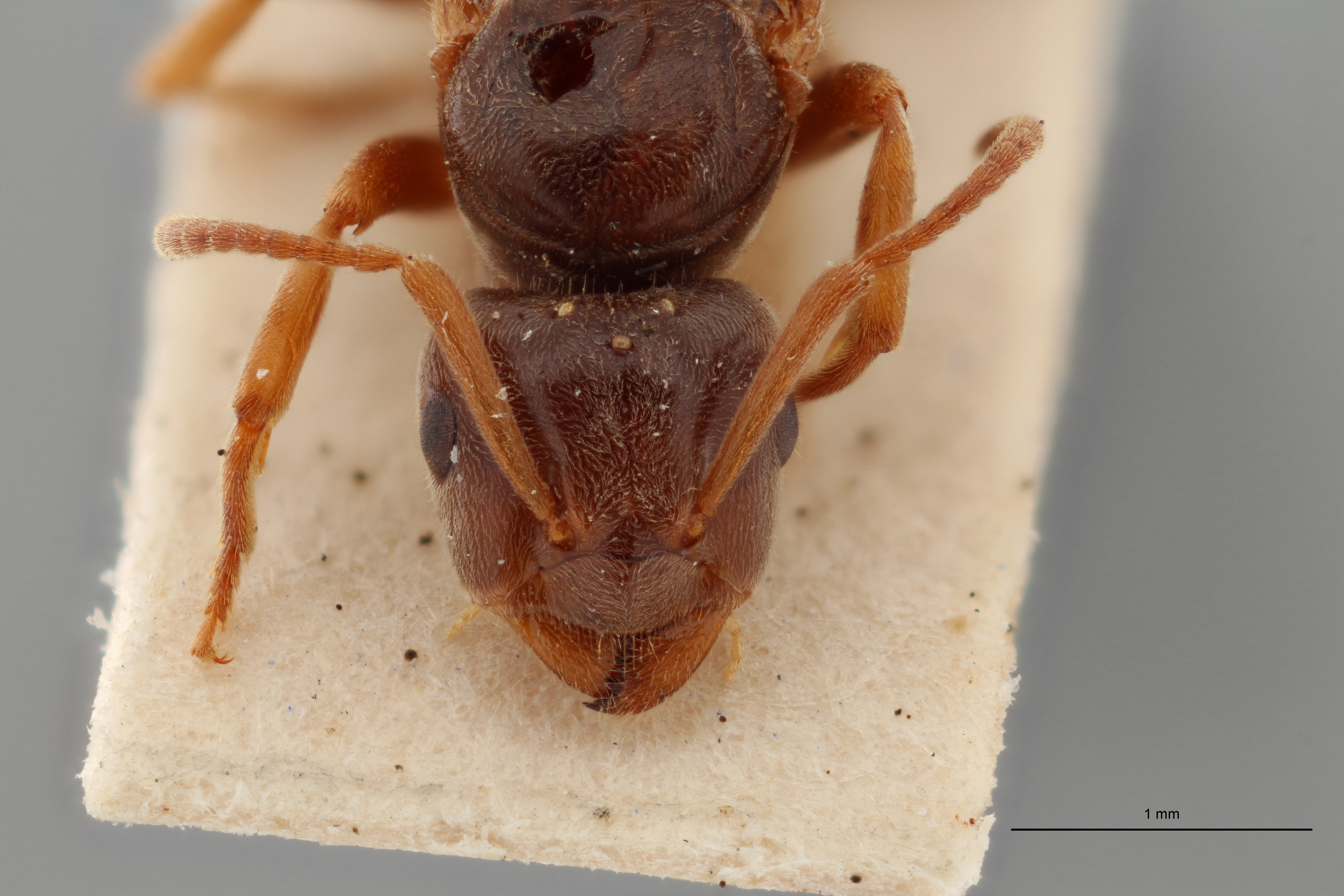 B110 Formicina umbrata var. sabularum Frontal ZS PMax.jpg